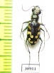 Cicindela fulgida  USA - INSECTS-STORE.RU