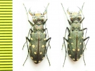 Cicindelinae sp.  Greece - INSECTS-STORE.RU
