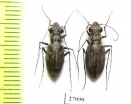 Cicindelinae sp.  Malawi - INSECTS-STORE.RU