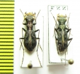 Cylindera dromicoides, pair  Nepal - INSECTS-STORE.RU