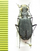 Cicindela clypeata sogdiana  Uzbekistan - INSECTS-STORE.RU
