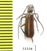 Cerambycidae sp.  Zambia - INSECTS-STORE.RU