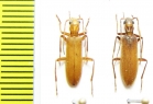 Oedemeridae sp.  Malaysia - INSECTS-STORE.RU