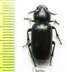 Carabidae sp.  Angola - INSECTS-STORE.RU