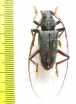 Cerambycidae sp.  Malaysia, Borneo - INSECTS-STORE.RU