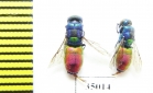 Chrysididae sp.  Kazakhstan - INSECTS-STORE.RU
