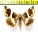 Noctuidae sp.  Nepal - INSECTS-STORE.RU