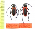 Purpuricenus kaehleri rossicus, pair  Russia, Voronezh reg.  PARATYPUS - INSECTS-STORE.RU