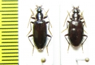 Carabidae sp.  Vietnam - INSECTS-STORE.RU