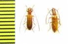 Obrium brunneum, pair  Russia, Krasnodar reg. - INSECTS-STORE.RU