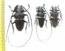 Zographus aulicus, pair  Zambia - INSECTS-STORE.RU