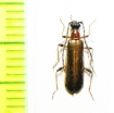 Pogonocerus thoracicus, male  Abkhazia - INSECTS-STORE.RU