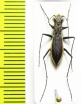 Dromica alboclavata  South Africa Rep. - INSECTS-STORE.RU