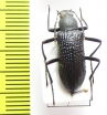 Tenebrionidae sp.  Nepal - INSECTS-STORE.RU