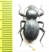 Scaurus vicinus  Spain - INSECTS-STORE.RU