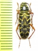 Megacyllene robiniae  USA - INSECTS-STORE.RU