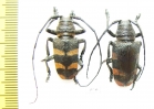 Pycnopsis brachyptera, pair  Zambia - INSECTS-STORE.RU