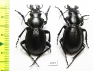 Callisthenes elegans elegans, pair  Kazakhstan - INSECTS-STORE.RU