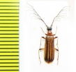 Pogonocerus thoracicus, male  Abkhazia - INSECTS-STORE.RU