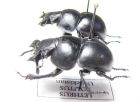 Lethrus politus, pair  Uzbekistan - INSECTS-STORE.RU