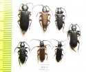 Tetropium castaneum  Russia, Tver reg. - INSECTS-STORE.RU
