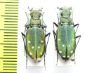 Cicindela rhodoterena, pair  Turkmenistan - INSECTS-STORE.RU