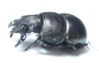 Lethrus appendiculatus, male  Tajikistan - INSECTS-STORE.RU