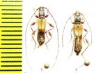 Molorchus pallidipennis, pair  Kazakhstan - INSECTS-STORE.RU