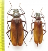 Macrotoma sp.  Gabon - INSECTS-STORE.RU