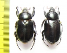 Cyclocephala sp., pair  Ecuador - INSECTS-STORE.RU