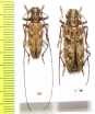 Monochamus carolinensis, pair  USA - INSECTS-STORE.RU