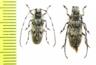 Mesosa poecila, pair  Japan - INSECTS-STORE.RU