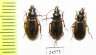 Carabidae sp.  Russia, Krasnoyarsk reg. - INSECTS-STORE.RU