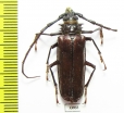 Derobrachus longicornis?  Panama - INSECTS-STORE.RU