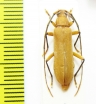 Cerambycidae sp.  Malaysia, Borneo - INSECTS-STORE.RU