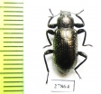 Tenebrionidae sp.  Thailand - INSECTS-STORE.RU