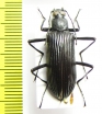 Tenebrionidae sp.  Malaysia - INSECTS-STORE.RU