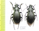 Carabus (Pachycarabus) imitator katherinae, pair  Abkhazia - INSECTS-STORE.RU
