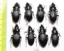 Carabidae sp.  Russia, Caucasus - INSECTS-STORE.RU