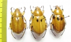 Cyclocephala sp., pair  Ecuador - INSECTS-STORE.RU