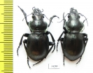 Callisthenes elegans amethystinum, pair  Kazakhstan - INSECTS-STORE.RU