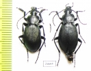 Carabus (Pachycarabus) imitator subkatherinae, pair  Abkhazia - INSECTS-STORE.RU