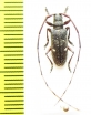 Monochamus guttulatus  Russia, Far East - INSECTS-STORE.RU