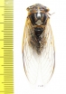 Psaltoda claripennis  Australia - INSECTS-STORE.RU