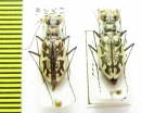 Cicindela hamata, pair  USA - INSECTS-STORE.RU