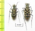 Lophyra histrio, pair  Afghanistan - INSECTS-STORE.RU