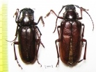 Dorysthenes huegelii, pair  Pakistan - INSECTS-STORE.RU