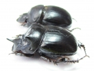 Catharsius pseudovitulus, pair  Ethiopia - INSECTS-STORE.RU