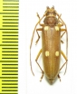 Cerambycidae sp.  Malaysia, Borneo - INSECTS-STORE.RU