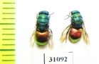 Chrysididae sp.  Russia, Moscow reg. - INSECTS-STORE.RU